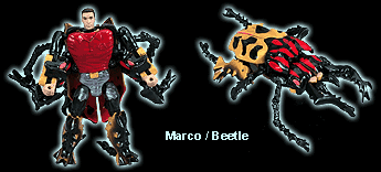 Marco Beetle